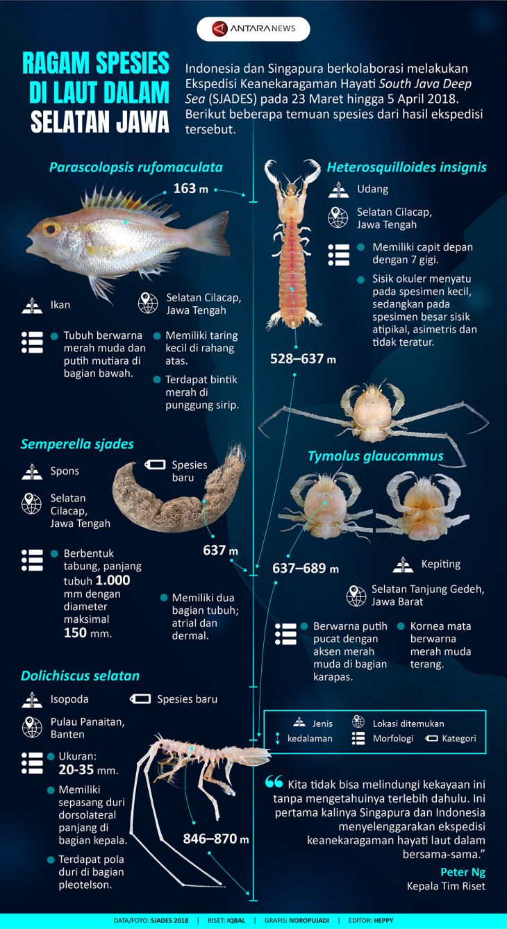 Infografik Ragam spesies di laut dalam selatan Jawa