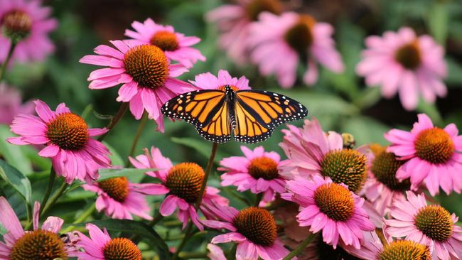 4 Daur Hidup Kupu-kupu, Ajarkan Agar Si Kecil Menghargai Ciptaan Tuhan