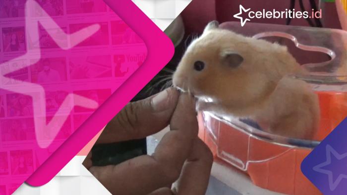 Budidaya Hamster, IRT Raup Omzet Rp 1 Juta Per Hari