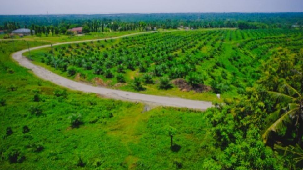 Petani Kelapa Sawit Duga Ada Praktik Monopoli dan Persaingan Tidak Sehat di Industri Biodiesel