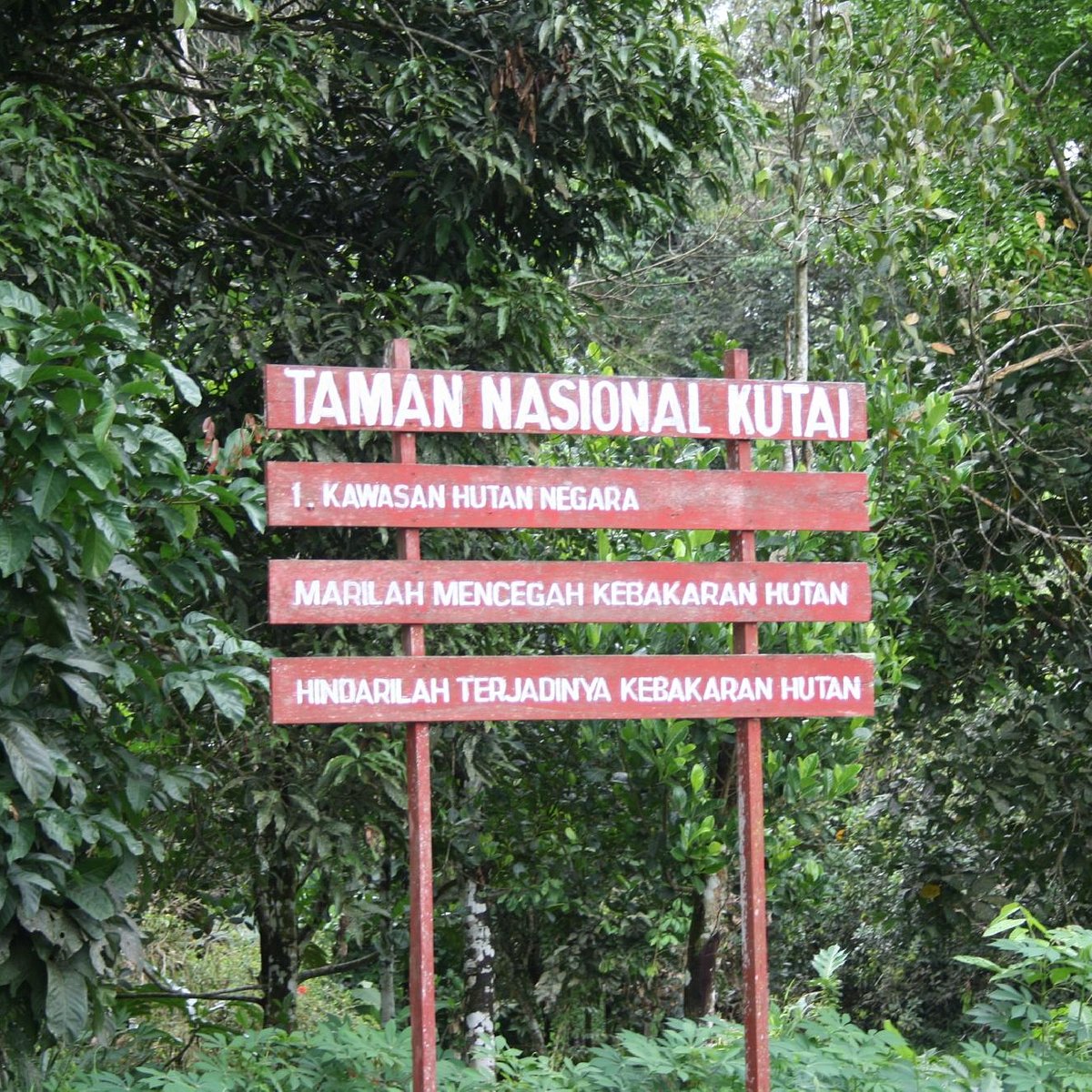 Taman Nasional Kutai, Pesona Alam dan Keanekaragaman Flora dan Fauna