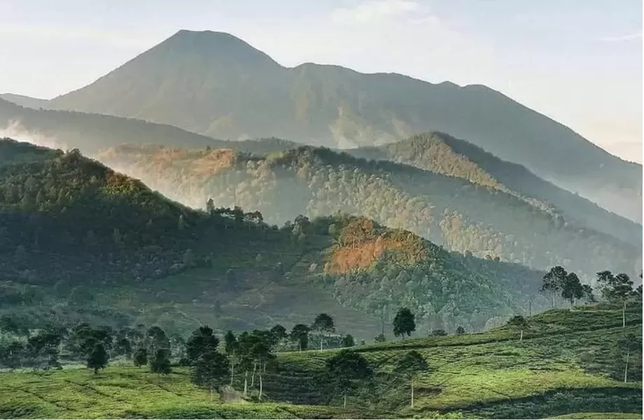 Restoran Puncak Rekomendasi