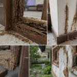 Rumah Banyak Rayap? Ini Penyebab, Tanda-Tanda, dan Cara Mengatasinya